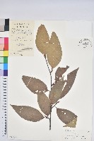 水青岡藏品圖，第1張