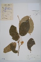 毛花楊桃藏品圖，第1張