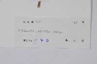 毛花楊桃藏品圖，第2張