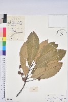 黧蒴栲藏品圖，第1張