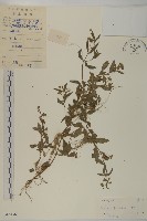 鱧腸藏品圖，第1張