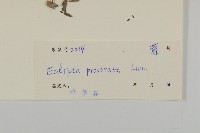 鱧腸藏品圖，第3張