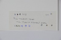 亮葉冬青藏品圖，第2張