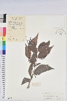 日本五月茶、南投五月茶藏品圖，第1張