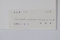 尖山橙藏品圖，第2張