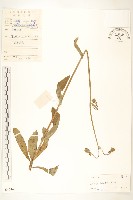 苦苣菜藏品圖，第1張
