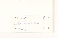 苦苣菜藏品圖，第3張