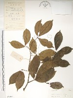 飛龍掌血藏品圖，第1張