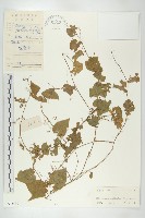 大苞赤瓟藏品圖，第1張