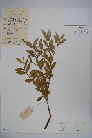 華南黃楊，雀舌黃楊，匙葉黃楊藏品圖，第1張