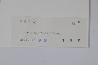 華南黃楊，雀舌黃楊，匙葉黃楊藏品圖，第2張