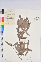 小葉五月茶藏品圖，第1張