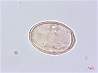 蒿本藏品圖，第2張