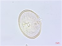 蒿本藏品圖，第3張