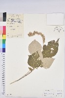 白背葉藏品圖，第1張