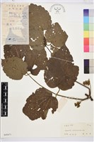 毛木通藏品圖，第1張