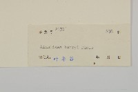 長穗兔兒風藏品圖，第3張