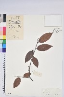 黃背越橘藏品圖，第1張