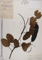 菊花木藏品圖，第1張