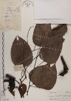 菊花木藏品圖，第1張