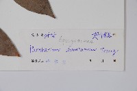 紅杜仲藤藏品圖，第2張