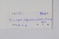 黑風藤藏品圖，第2張