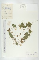 馬交兒藏品圖，第1張