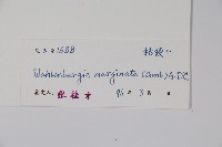 細葉蘭花參藏品圖，第2張