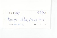 小葶藶藏品圖，第3張