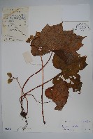 葡萄秋海棠藏品圖，第1張