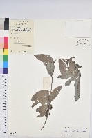 紅毛饅頭果藏品圖，第1張