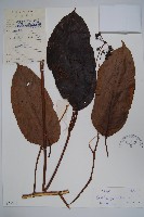 球序鵝掌柴藏品圖，第1張