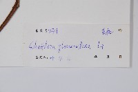 球序鵝掌柴藏品圖，第2張