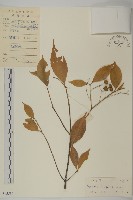 大丁黃藏品圖，第1張