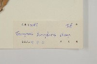 大丁黃藏品圖，第3張