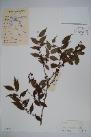 密毛假黃楊藏品圖，第1張