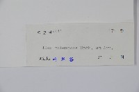 密毛假黃楊藏品圖，第2張