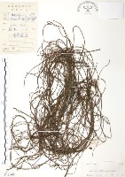 無根草藏品圖，第1張