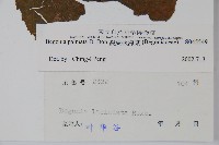 裂葉秋海棠藏品圖，第2張