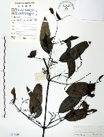 柱果鐵線蓮藏品圖，第1張