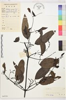 柱果鐵線蓮藏品圖，第2張