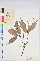 橿葉柯藏品圖，第1張