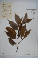 臺灣糊樗藏品圖，第1張