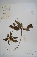登錄號:S045567藏品圖，第1張
