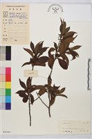 鈍齒鼠李藏品圖，第2張