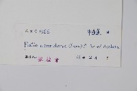 普剌特草藏品圖，第2張