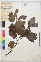 拐棗、枳椇藏品圖，第1張