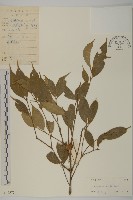 大果衛矛藏品圖，第1張