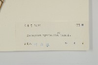 大果衛矛藏品圖，第3張