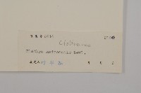 大葉山柳藏品圖，第3張